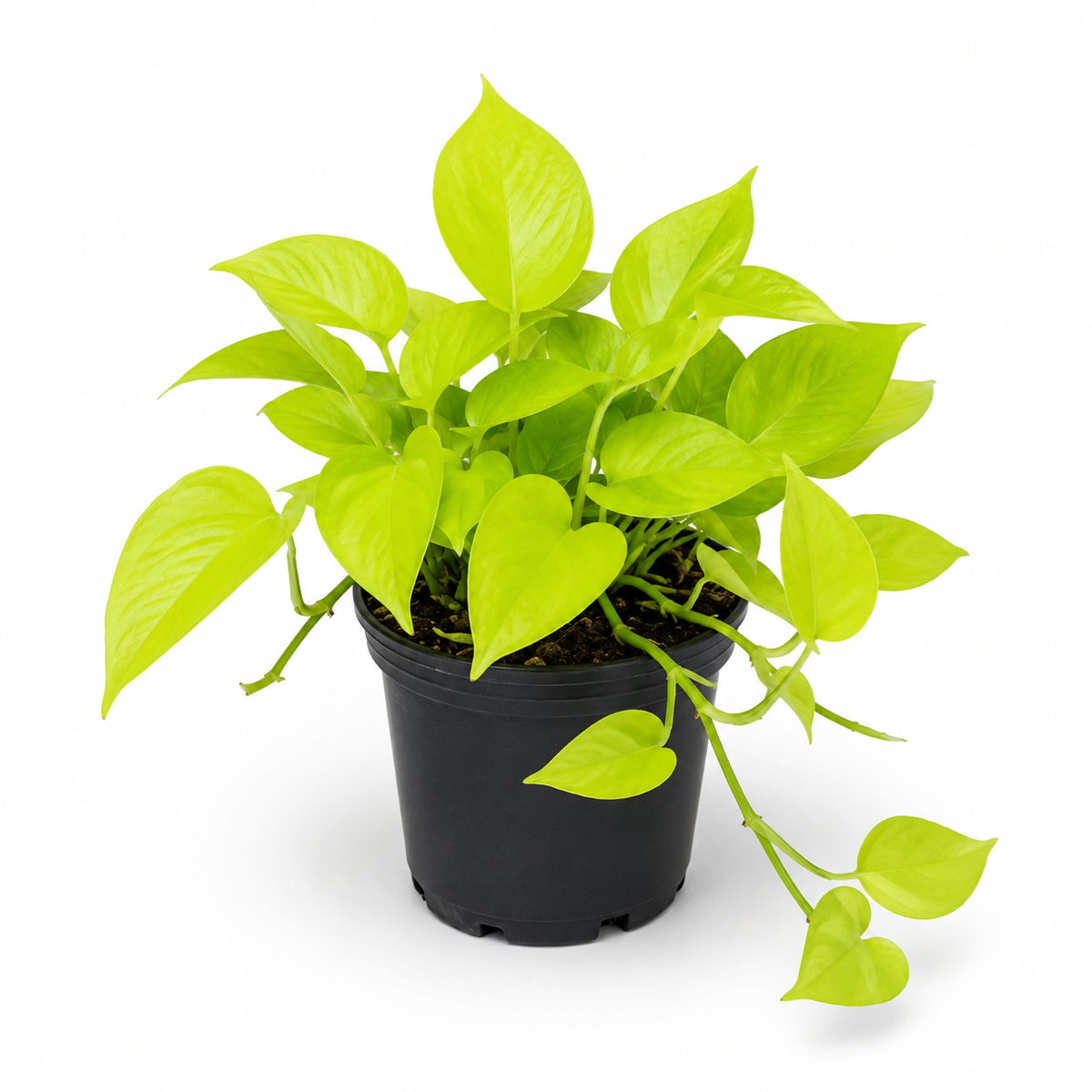 Neon Pothos | Neon Money Plant