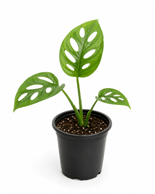 Monstera Adansonii | Swiss Cheese plant