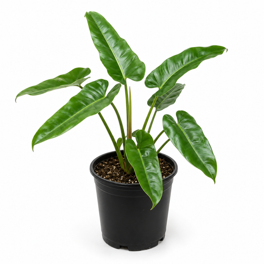 Philodendron burle marx plant