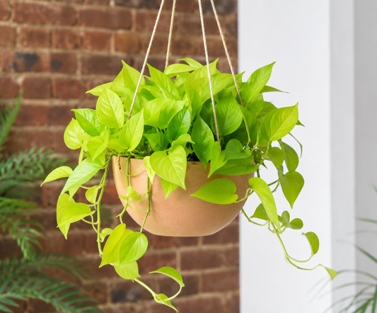 Neon Pothos | Neon Money Plant