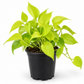 Neon Pothos | Neon Money Plant