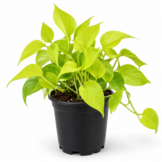 Neon Pothos | Neon Money Plant