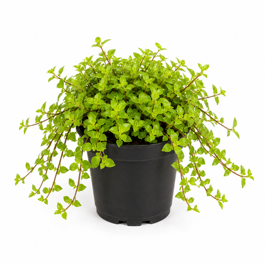 Turtle Vine