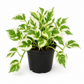 Njoy pothos