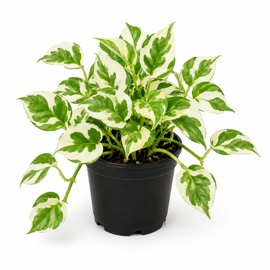 Njoy pothos