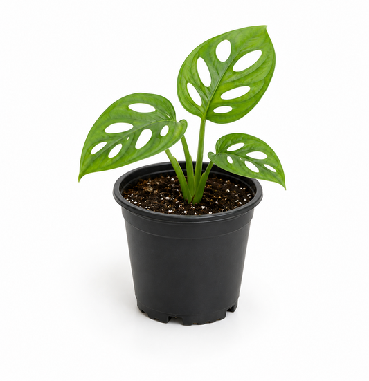 Monstera Adansonii | Swiss Cheese plant